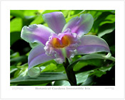 Botanical Gardens Irresistible Iris